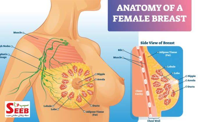 ساختار سینه زنان به چه شکل است؟