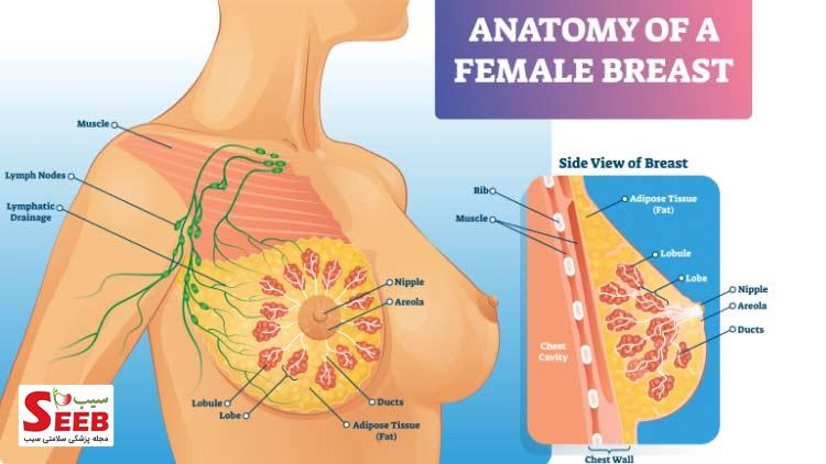 ساختار سینه زنان به چه شکل است؟ مشخصات سينه سالم